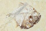 Fossil Fish (Diplomystus Birdi) & Shrimp - Hjoula, Lebanon #162756-1